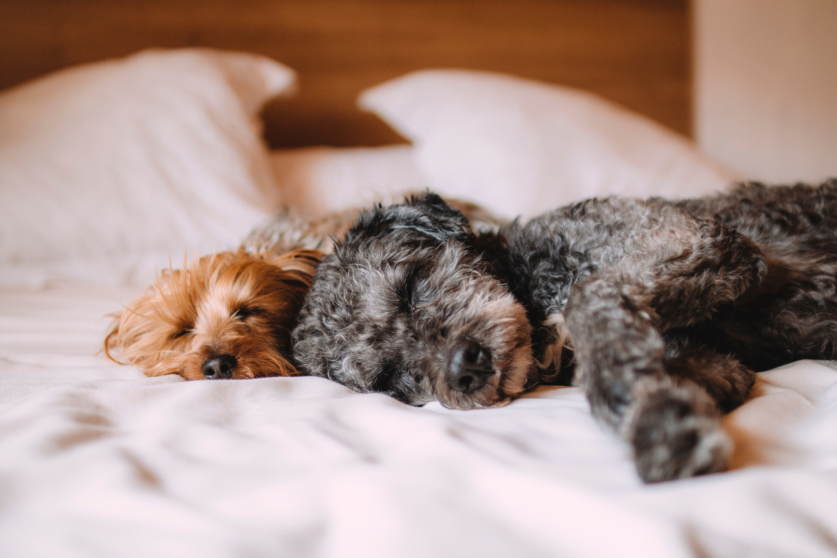 Two Short-coated Gray and Brown Puppies Lying on White Textile